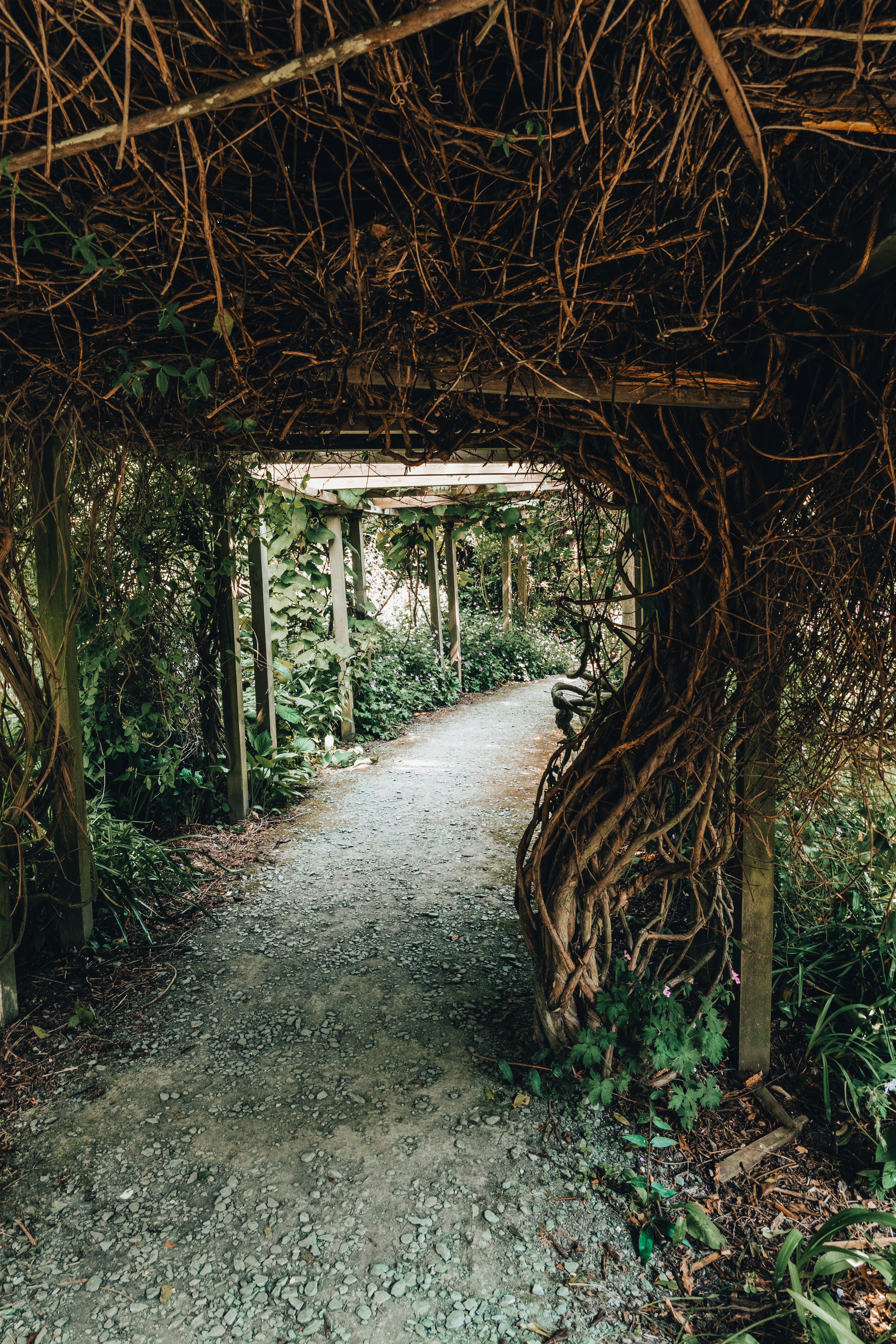 pathway between trees during daytime